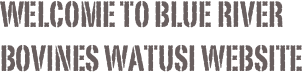Welcome to Blue river bovines watusi website